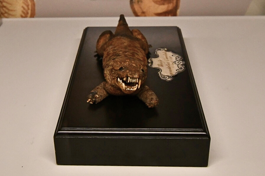 Monstrous toad specimen
